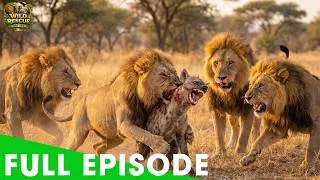 Thumbnail: Africa's Deadliest Lions | The Mapogo Alliance | FULL EPISODE | Wildlife Documentary