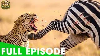 Thumbnail: Leopard vs Zebra | Greatest Battles of Masai Mara's Deadliest Predators | Wildlife Documentary