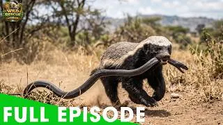 Thumbnail: Wild Kenya – Honey Badger: The Most Daring Warrior in the Animal World | Wildlife Documentary
