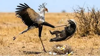 Thumbnail: Egg Thief Meets Fury: Secretary Bird vs Honey Badger — A Mother's Revenge Story