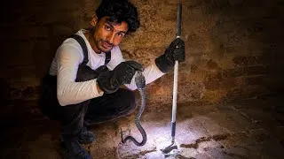 Thumbnail: Baby Spectacled Cobra Rescued From a Home 