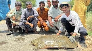 Thumbnail: Big Size Turtle Rescued 