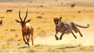 Thumbnail: Cheetah vs Deer The Most Intense Chase Ever Caught on Camera 4K UHD  (AI Documentary 2025) #wildlife