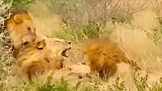 Thumbnail: BRUTAL Lion Fight Erupts Metres Away from Stunned Tourists