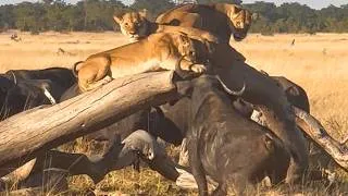Thumbnail: Buffaloes Trap Lion Pride Up Tree When Hunt Goes Wrong