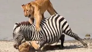 Thumbnail: Brave Zebra Fights Desperately to Escape Lion Attack