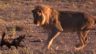 Thumbnail: Fearless Honey Badger Fights Off Lion's Multiple Attacks