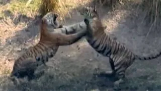 Thumbnail: Tiger Mum & Daughter's Brutal Fight For Territory