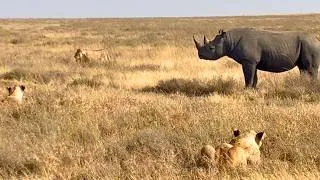 Thumbnail: 14 Lions Corner Black Rhino | African Wildlife Drama