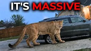 Thumbnail: Something Is Making America's Predators Bigger and Deadlier, and It's Not Natural