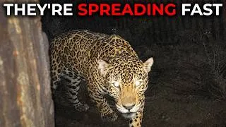 Thumbnail: 13 Dangerous Animals Invading America From Across the Border That Nobody Can Stop