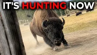 Thumbnail: 12 Animals in America So Big They Can DESTROY You Without Trying