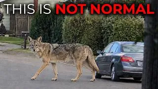 Thumbnail: Scientists Finally Know Why Coyotes Are Getting Bigger  — And It's Terrifying