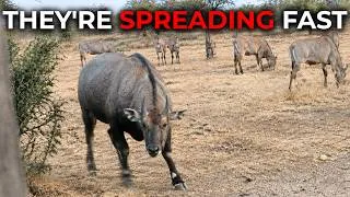 Thumbnail: 13 Invasive Animals That Are Taking Over America And Nobody Can Stop Them