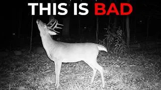 Thumbnail: Scientists Finally Know What's Wiping out Deer in the Appalachian Mountain