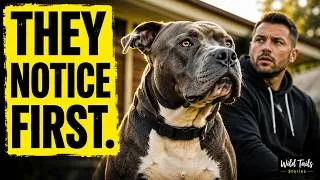 Thumbnail: Why This Pitbull Instinct Catches Owners Off Guard — Every Single Time