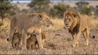 Thumbnail: A Mother Lioness Kept Her Cubs Hidden for Months… Then Everything Changed | 4K Wildlife Documentary
