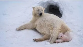 Thumbnail: This Pregnant Polar Bear Paused Her Pregnancy !Then the Real Struggle Began |4K Wildlife Documentary