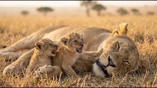 Thumbnail: A Mother Lion Tried to Save Her Cubs for 5 Days… But Now They're at Risk | 4K Wildlife Documentary