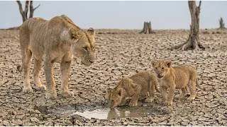 Thumbnail: The Water Is Gone… Now This Mother Lion Cannot Save Her Cubs | 4K Wildlife Documentary