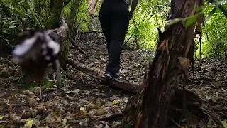 Thumbnail: Rainy Bush Walk in New Zealand | Predator Traps, Mushrooms & Real Kiwi Conservation 🌧️🌿