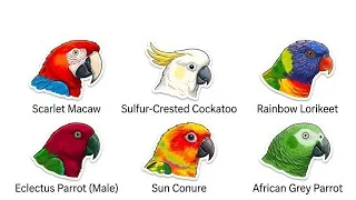 Thumbnail: Every Parrot Species Explained in 6 Minutes