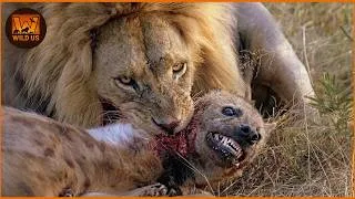 Thumbnail: Most Terrifying Lion Attacks Ever Recorded | Wild Animals