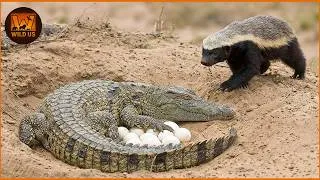 Thumbnail: Deadliest Honey Badger Attacks Caught on Camera | Wild Animals | The Most Dangerous Predators