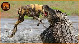Thumbnail: Most Incredible Crocodile Attacks Caught On Camera | Wild Animals