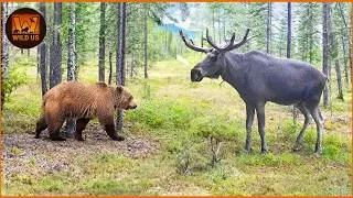 Thumbnail: Deadliest Grizzly Bear Attacks Caught on Camera | Wild Animals | The Most Dangerous Predators