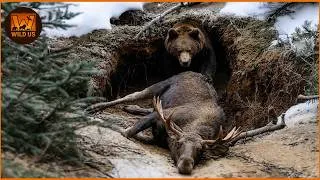 Thumbnail: Deadliest Grizzly Bear Attacks Caught on Camera | Wild Animals