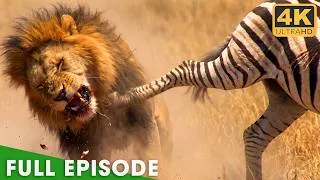 Thumbnail: Carnivores vs Herbivores | Survival Challenge of African | Nature Animal Documentary