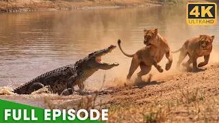 Thumbnail: LION BATTLE ZONE | When Predators Reach Their Limits | Nature Animal Documentary