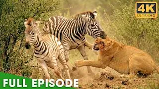 Thumbnail: Win or Die (FULL EPISODE) | Battles for Survival | Nature Animal Documentary