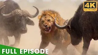 Thumbnail: LION VS BUFFALO | The Brutal Price of Survival | Nature Animal Documentary