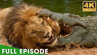 Thumbnail: Africa's Most Dangerous Predators | FULL EPISODE | Nature Animal Documentary