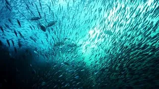 Thumbnail: Inside Africa's Sardine Run - Nature’s Greatest Ocean Feeding Frenzy