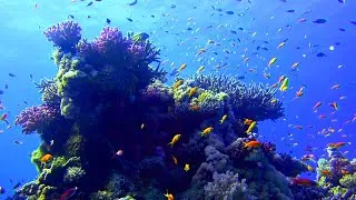 Thumbnail: Red Sea Wonders - Stunning Coral Reefs and Rare Marine Life Revealed