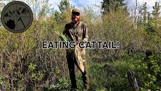 Thumbnail: Harvesting and Eating Cattail Tubers!