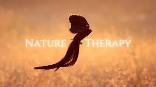 Thumbnail: Nature Therapy: South Africa's birdlife (4K)