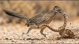 Thumbnail: Birds of Arizona – 15 Bizarre Species You Won't Believe Exist