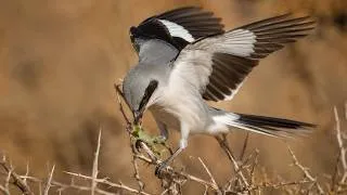 Thumbnail: You've Never Seen These 20 Birds – But They're Living in California Right Now