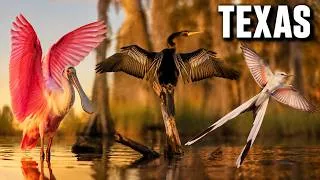 Thumbnail: Birds of Texas – 15 Strange Species You Won't Believe Exist