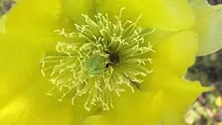 Thumbnail: Engage your soft fascination for awhile 🙂. #nature #relax #bee