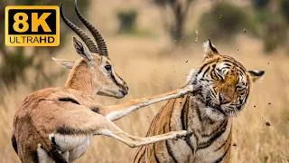 Thumbnail: Epic Animal Kingdom in 8K – Breathtaking Wildlife & Serene Nature Landscapes