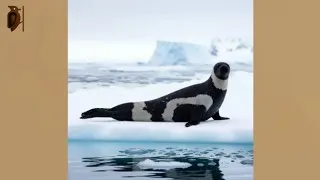 Thumbnail: Ribbon Seal: The Mysterious Arctic Drifter With Striking White Bands