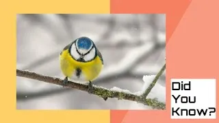 Thumbnail: This Bird Proves Size Doesn’t Matter