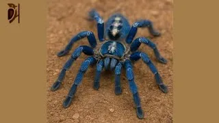 Thumbnail: Gooty Sapphire Tarantula: The Electric Blue Web Weaver