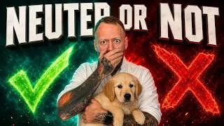 Thumbnail: Does Neutering Your Dog Help