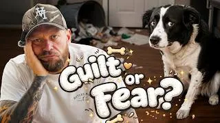 Thumbnail: Can Your Dog Feel Guilt?